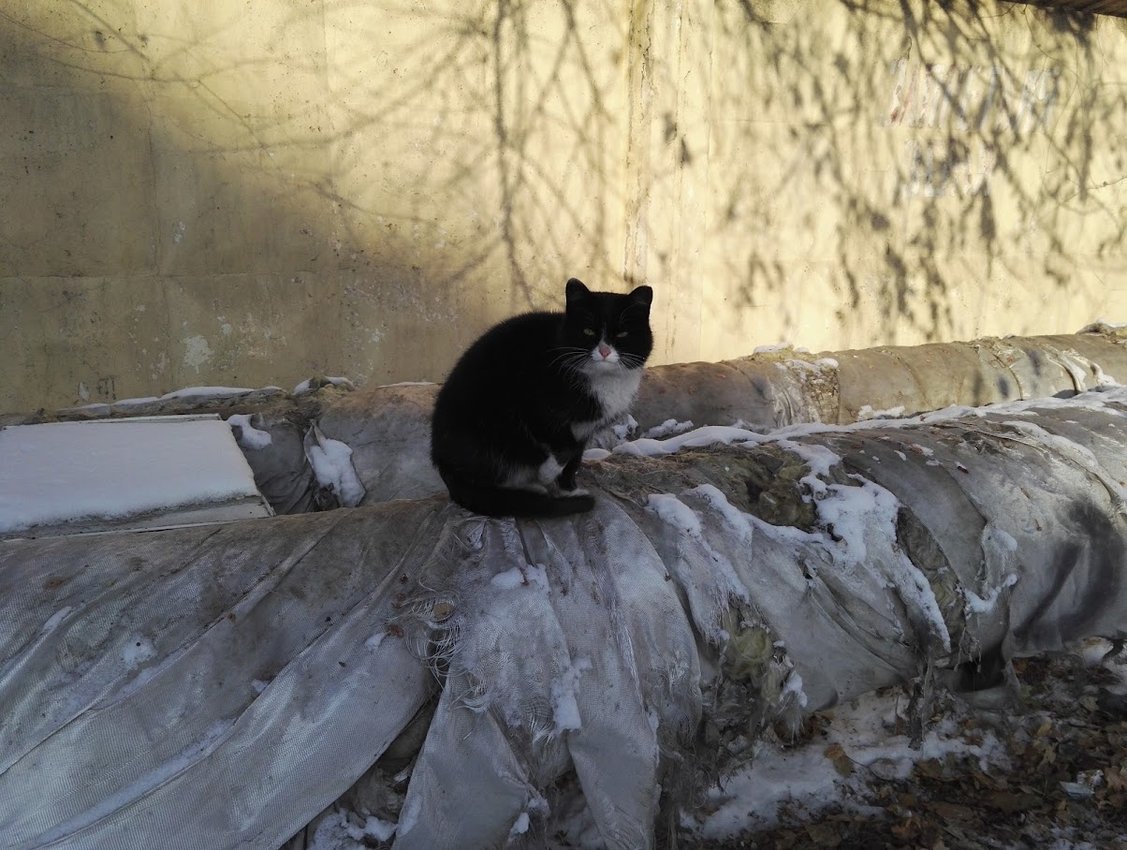 Кот греется на трубе теплотрассы в Чите