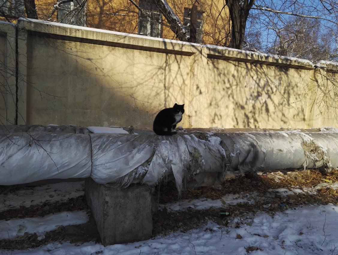 Кот греется на теплотрассе в Чите