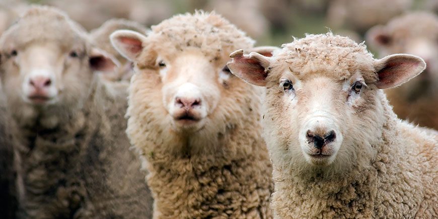 Жители Калганского района выкидывают овечью шерсть из-за отсутствия рынка сбыта