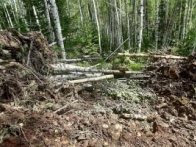 Работник в Забайкалье уничтожил более 170 деревьев, чтобы сократить себе путь