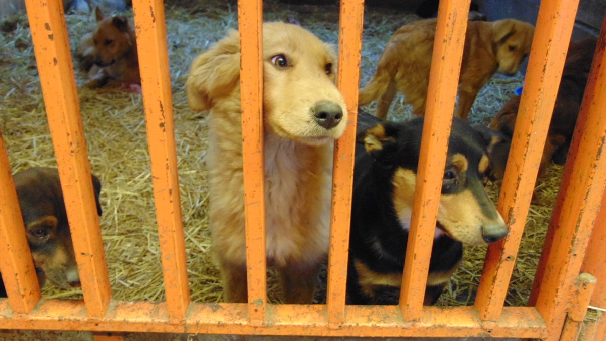 Суд в Краснокаменске обязал администрацию создать приют для бездомных животных