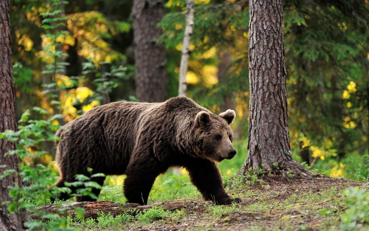 Раненный медведем инспектор Сохондинского заповедника заявил, что им 6 лет не дают оружие