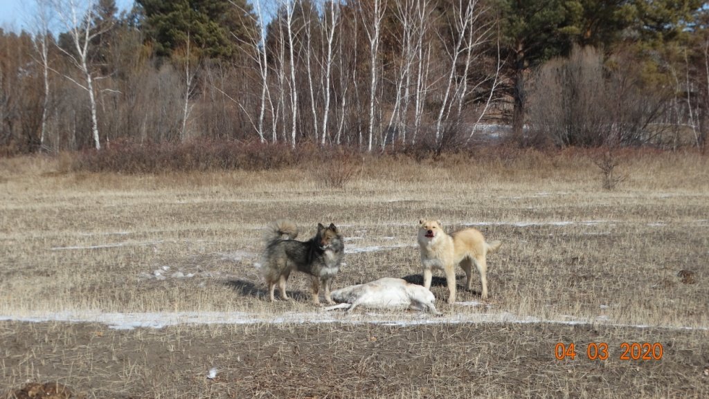Собаки с чабанской стоянки загрызли двух взрослых дзеренов у Сохондинского заповедника