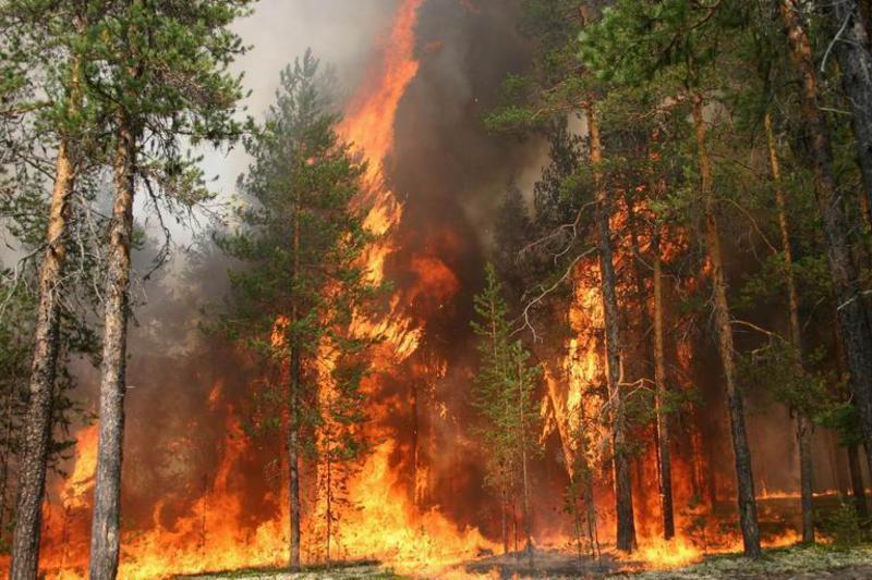 Лес в Иркутской области продолжают поджигать – события 28 мая