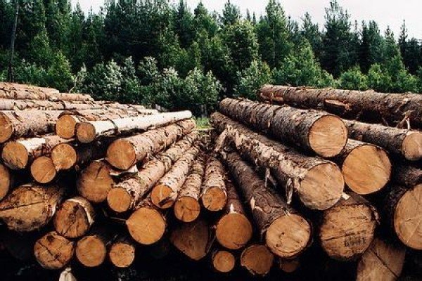 Забайкалец за 5 дней срубил деревья на 2,3 млн руб. и получил 7 лет колонии