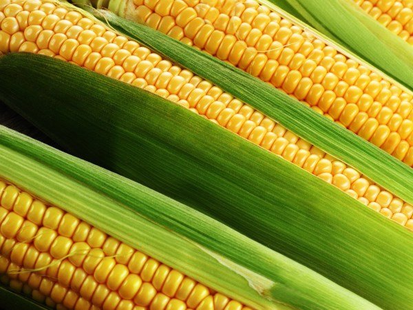 Кукурузные поля впервые со времён СССР появятся в Забайкалье