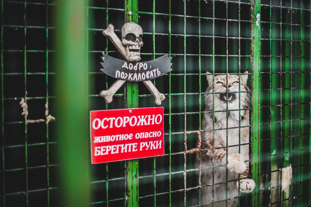 Только 6 из 12 зоогалерей и зоопарков Приангарья лицензировали в Россельхознадзоре