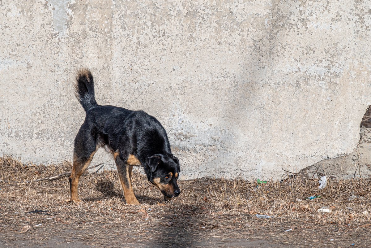 Собака напала на девочку в Забайкальске – следком начал проверку