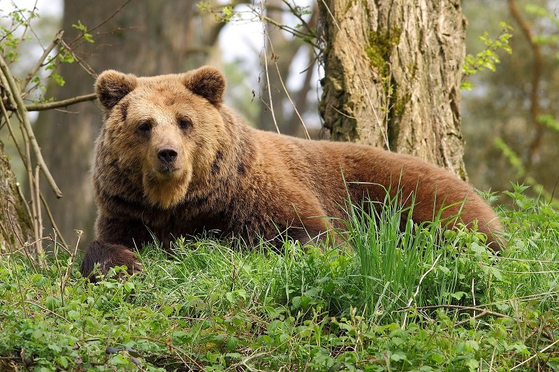 Жители заметили медведя в 300 метрах от поселения Ботовское