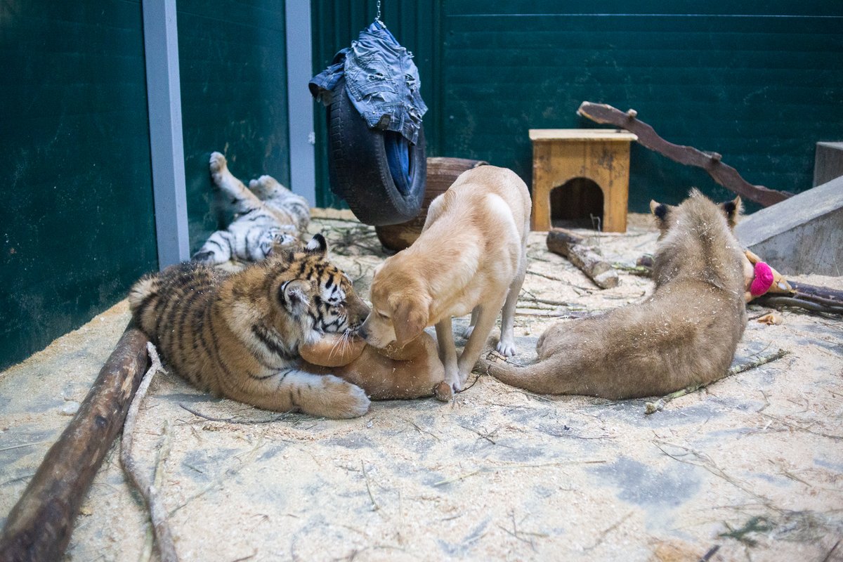 «Они влюбились»: В Иркутске вместе растут лев, тигры-близняшки и лабрадор