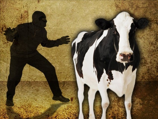 Трёх забайкальцев осудили за серийные кражи скота на 1 млн рублей в Калганском районе