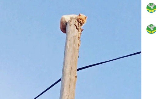 Электрики в Забайкальске спасли кота, которого собаки загнали на столб