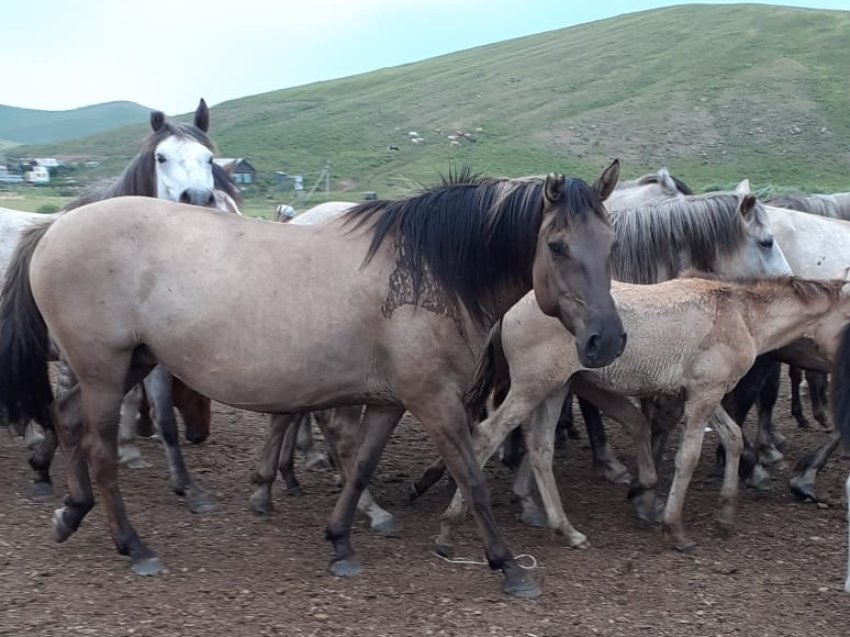 Власти Забайкалья сообщили о «крылатых» лошадях в Калганском районе