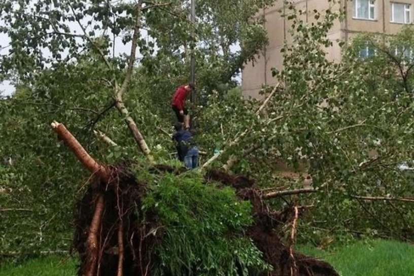 Ветер повалил деревья 11 июля во дворах Краснокаменска