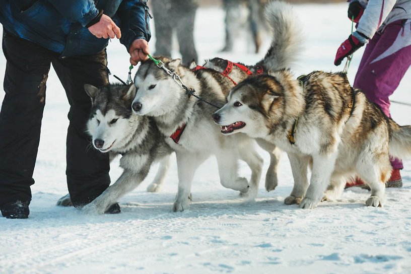 Переход по Никишихе на собачьих упряжках впервые состоится 21 января под Читой