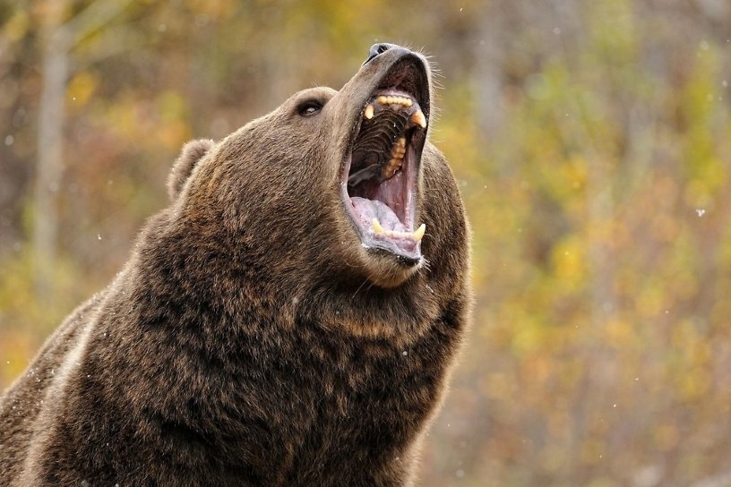 Выпускник Иркутского аграрного университета погиб на Камчатке, встретившись с медведем