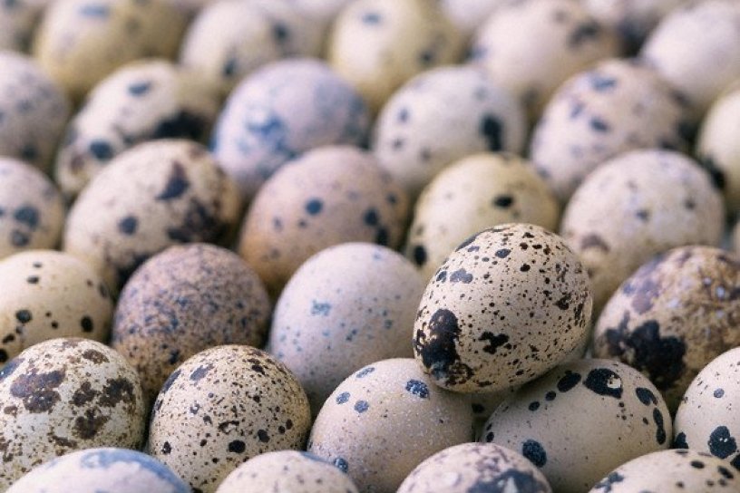 Яичницу из 55 тыс. перепелиных яиц пожарят 30 июня в Усолье-Сибирском